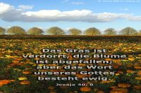 Das Gras ist verdorrt, die Blume ist abgefallen; aber das Wort unseres Gottes besteht ewig. (Jesaja 40,8)