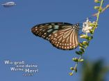 Schmetterling - Psalm 92,6